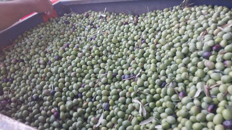 MERSİN’DE ZEYTİN HASADI BAŞLADI: BAHÇEDE 10 İLE 60 TL ARASINDA
