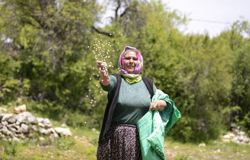 Atalık tohumlar toprakla buluştu, üreticiye can suyu oldu