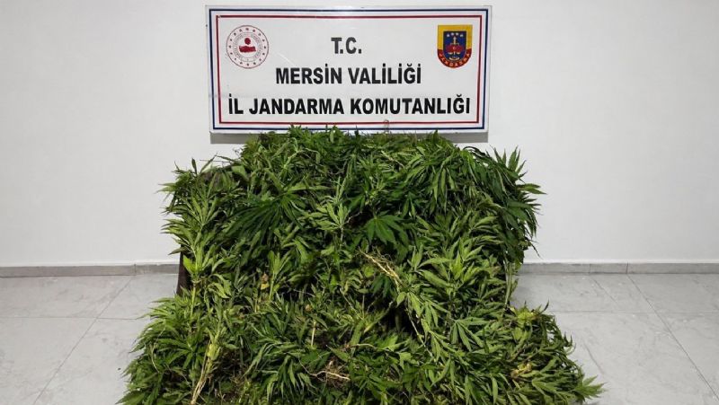 MERSİN’DE ORMANLIK ALANA EKİLEN BİN 500 KÖK KENEVİR ELE GEÇİRİLDİ