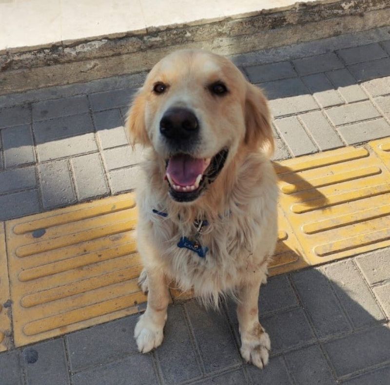ARAÇLA EZİLEN KÖPEK KURTARILAMADI