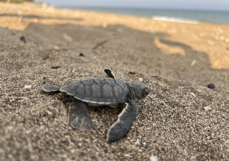 MERSİN’DEN 100 BİN YAVRU ’CARETTA CARETTA’ AKDENİZ’LE BULUŞTU