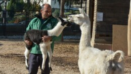 Tarsus Doğa Parkı’nda İlk Kez Lama Doğumu Gerçekleşti