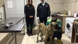 Aracın Arkasına Bağlanıp Eziyet Edilen Köpeğe Tarsus Belediyesi Sahip Çıktı