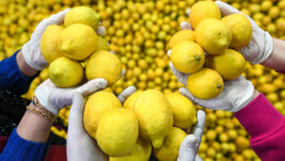 Büyükşehir’den 10 ton limon dağıtımı