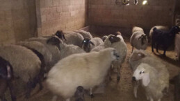 Çalınan koyunlar Şanlıurfa’da bulundu