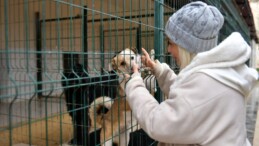Büyükşehir Ve Hayvanseverler 29 Köpek Sahiplendirdi