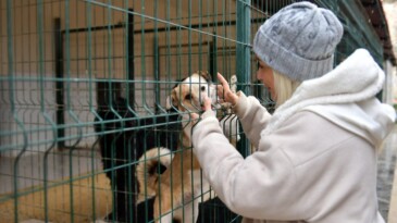 Büyükşehir Ve Hayvanseverler 29 Köpek Sahiplendirdi