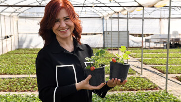 Ata toprağından Türkiye’ye Silifke çileği