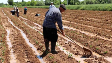 ÇİFTÇİ ÜRETİMDEN ÇEKİLİYOR!