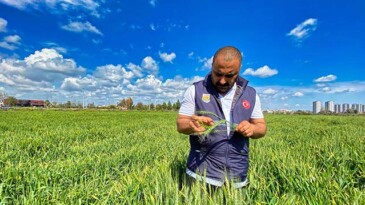 Belediye arazilerinde kunduru buğdayı yetişiyor