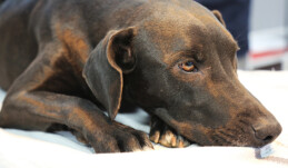 Karakız’ın kısırlaştırma küpesi takıldı