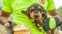 YAVRU KÖPEK 2 METRELİK ÇUKURDAN ÇIKARILDI