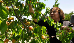 AK PARTİLİ YILMAZ, ÜRETİCİLERLE KAYISI TOPLADI, HASAT YAPTI