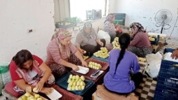 İNCİR FİYATINDA ŞOK DÜŞÜŞ