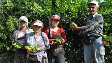 LİME CİNSİ LİMONDA HASAT BAŞLADI: KİLOSU 50 LİRA