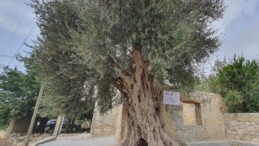 BÜYÜKŞEHİR BELEDİYESİ, 820 YILLIK ANIT AĞACI KORUMA ALTINA ALDI