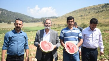 HASADI YAPILAN KARPUZLARI BELEDİYE HALKA ÜCRETSİZ DAĞITACAK