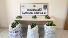 Bahçeden avokado çalarken yakalandı