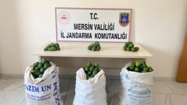 Bahçeden avokado çalarken yakalandı