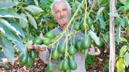 Kilosu 40 TL olan hırsızların gözdesi avokadoda hasat başladı