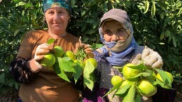 Erkenci mandalinada hasat başladı