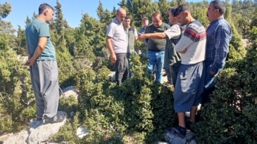 Tarsus’ta defne üretim tatbikatı yapıldı