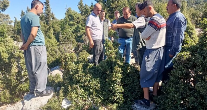Tarsus’ta defne üretim tatbikatı yapıldı