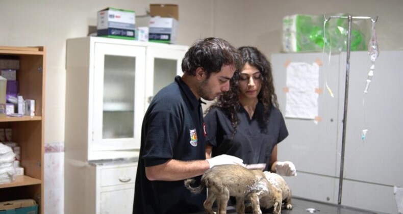 Ölüme terk edilen köpekler kurtarıldı