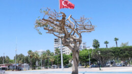 Simge ağaca zarar verilmesine  ilişki 3 sanığa dava açıldı