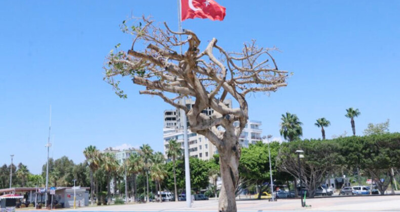Simge ağaca zarar verilmesine  ilişki 3 sanığa dava açıldı