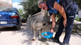 Mut’ta sokak hayvanlarına mama dağıtıldı