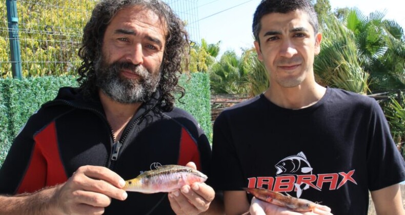 Zehirli dikenli çizgili kedi balığı Akdeniz’e yerleşti