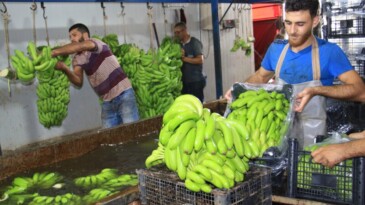 Muzda hasat başladı, bahçede kilosu 13 TL