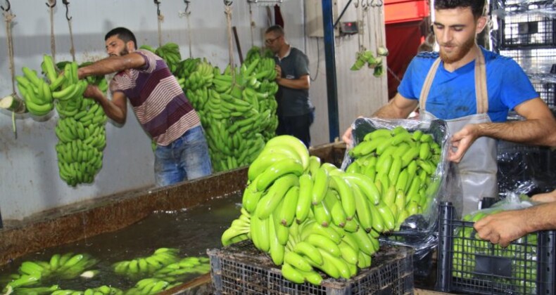 Muzda hasat başladı, bahçede kilosu 13 TL