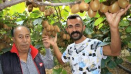 Birçok ülkeye ihraç ediliyor: Kivinin bahçede kilosu 10 TL
