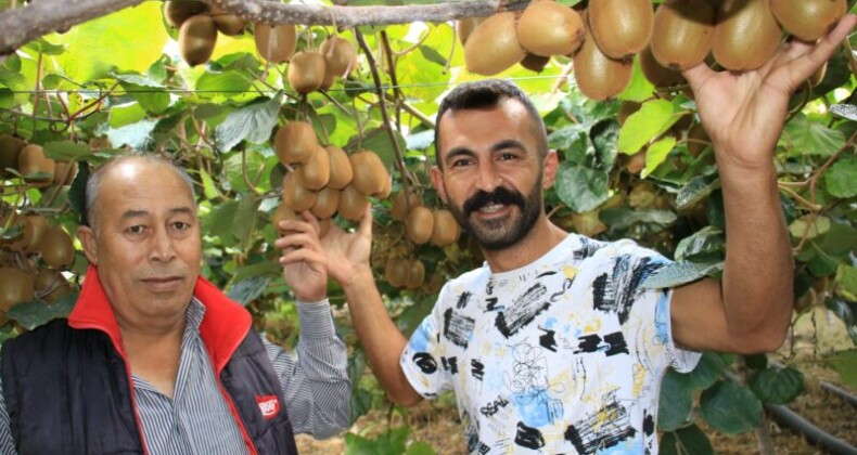 Birçok ülkeye ihraç ediliyor: Kivinin bahçede kilosu 10 TL