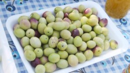 Bin 300 yıllık zeytin ağacı 250 kilo ürün verdi