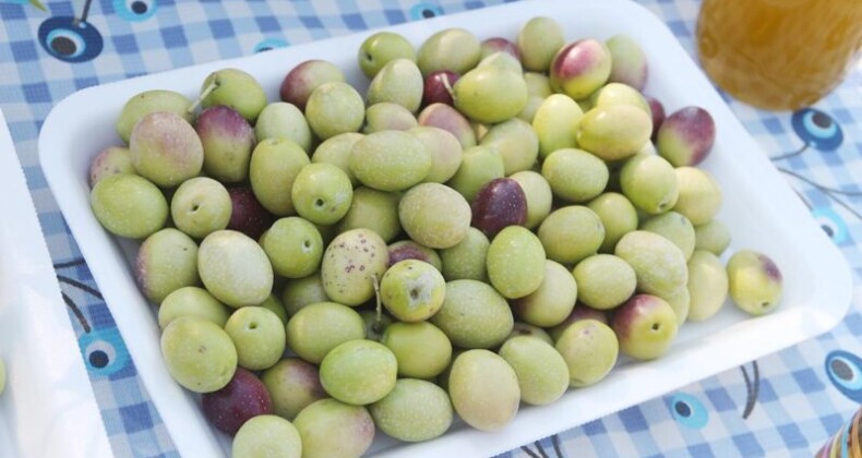 Bin 300 yıllık zeytin ağacı 250 kilo ürün verdi