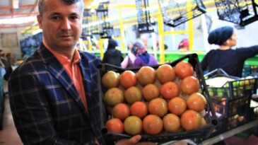 Domates üreticisinin yüzü gülüyor
