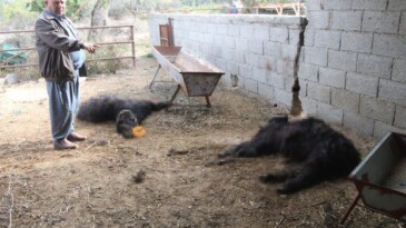 Başıboş köpek dehşeti: Ağıldaki keçileri telef ettiler