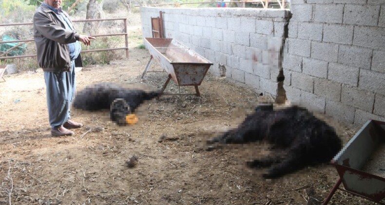 Başıboş köpek dehşeti: Ağıldaki keçileri telef ettiler