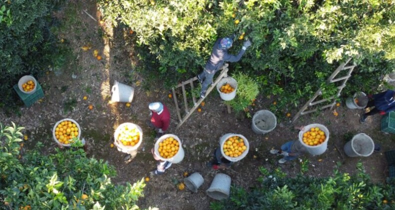 Portakalda hasat başladı