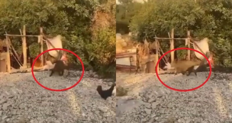Bahçelere zarar veren domuzlar artık tavukları götürmeye başladı