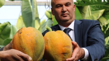 Bir fidan 60 kilo ürün verdi