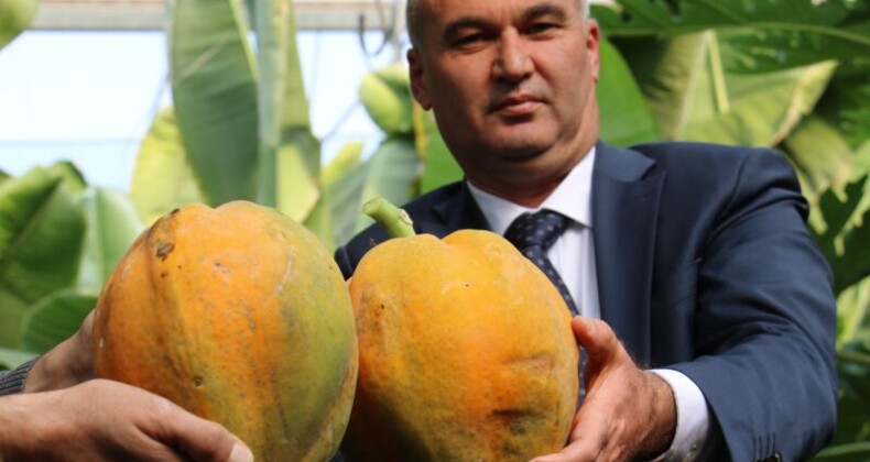 Bir fidan 60 kilo ürün verdi