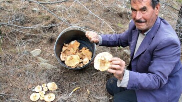 Ormanın bereketi “Kanlıca mantarı”