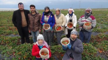Mersin’de kış ortasında açıkta çilek hasadı yapıldı