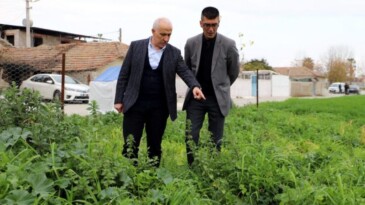 Deneme amaçlı ekilen atalık karakılçık buğdayı tohumu boy verdi