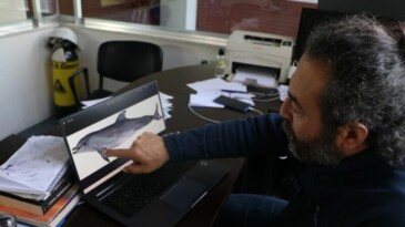 Uzmanından korkutan uyarı: “Yunus balıkları, önlem alınmazsa nesli tükenme tehlikesi altına girebilir”