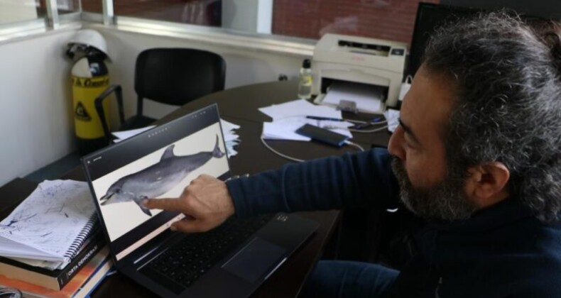 Uzmanından korkutan uyarı: “Yunus balıkları, önlem alınmazsa nesli tükenme tehlikesi altına girebilir”